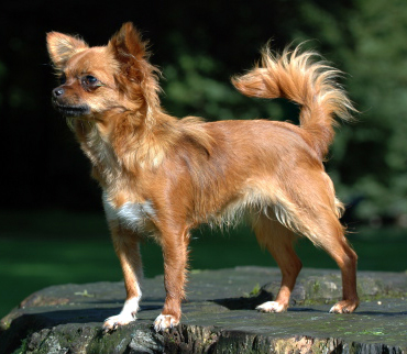 Chihuahua dog